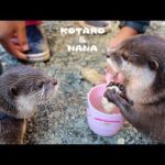 ケンカするほど仲が悪かったカワウソ達についに変化が・・！　How Fighting Otters Started Getting Along at Camp(YouTube)