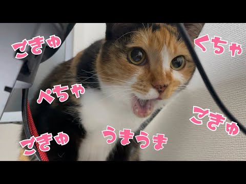 胸肉は飲み物。猫の咀嚼音が超気持ちいい！(YouTube)