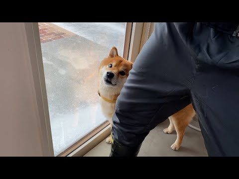 寒さを知らない脳筋な飼い主と柴犬。【猛吹雪】(YouTube)