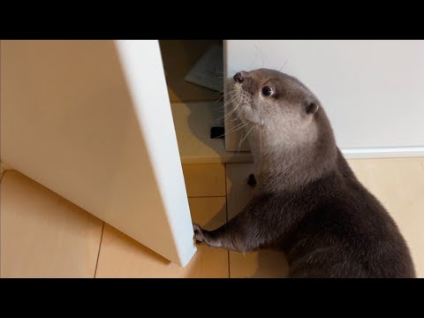 カワウソが家の中のあらゆる扉を開けまくる！！ otter opens every door in the house!(YouTube)