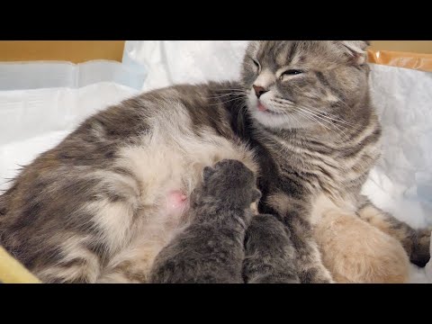 もう一度、最初から…(YouTube)