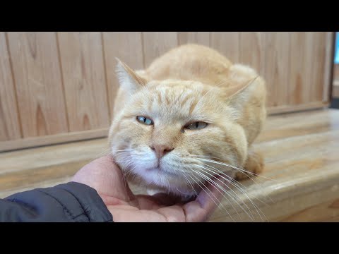 立ち入り禁止に納得できなかった猫が屋内への侵入に成功！？(YouTube)