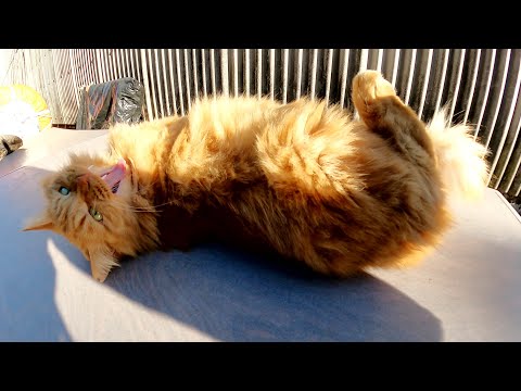 モコモコの茶トラ猫がテーブルの上でゴロンゴロンと転げ回る(YouTube)
