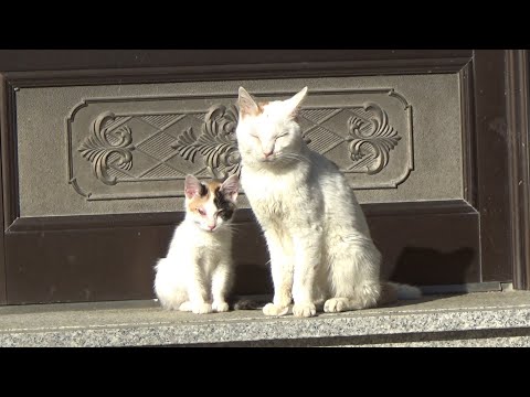 頑張って療養中の２匹の猫(YouTube)