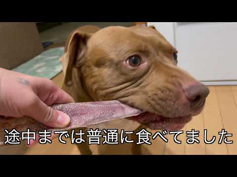 バウンスの様子がおかしい…(YouTube)