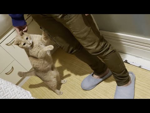 お父さんとの時間を邪魔されて超ご機嫌ナナメになる猫(YouTube)