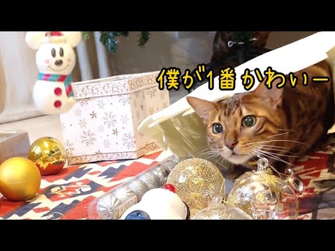 どのオーナメントより可愛い自覚があるイケメン猫(YouTube)