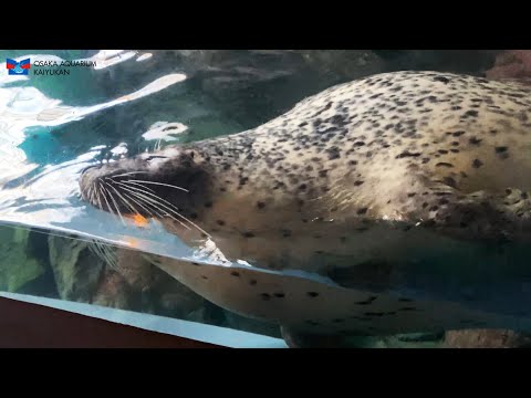 【海遊館】uto-uto(YouTube)