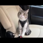 もち様に専用のお車をプレゼントしました。(YouTube)