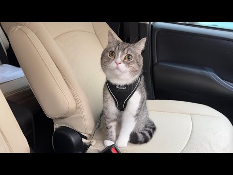 もち様に専用のお車をプレゼントしました。(YouTube)