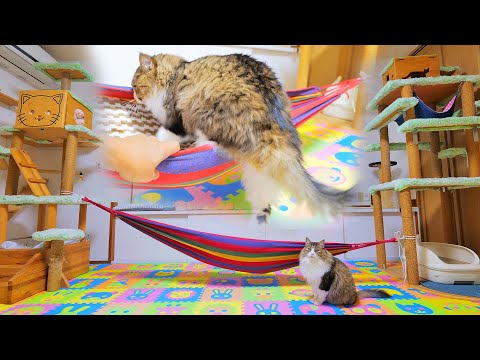 ガチハンモックが猫部屋に！ノーハーネスで真の実力を発揮したボス吉がバウンッ！のリベンジに挑む‥(YouTube)