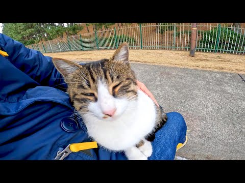 海辺の道に野良猫がいたので止まってナデナデしたら猫は喜んで膝の上に乗ってきた(YouTube)