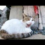 神社の祠の前でスヤスヤとお昼寝するキジシロ猫(YouTube)