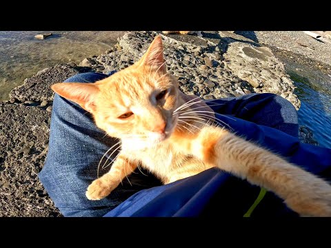 漁港の桟橋に茶トラ猫がモフられにきた(YouTube)