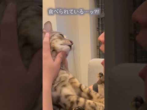 されるがままの猫を食べると。。。(YouTube)