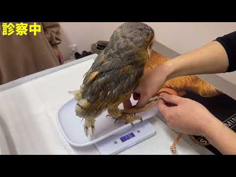 保護したフクロウの診察に行ったらお利口さんすぎた(YouTube)