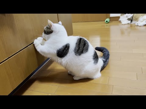 「僕も入りたいねんけど」と普通にお願いする猫(YouTube)