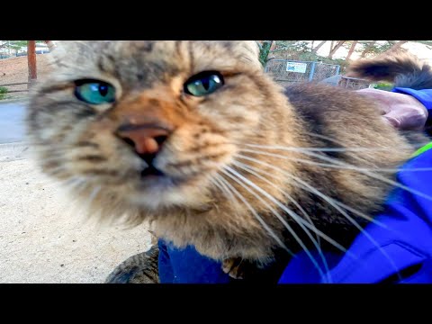 ベンチの前に猫がいたので撫でると膝の上に乗ってきた(YouTube)