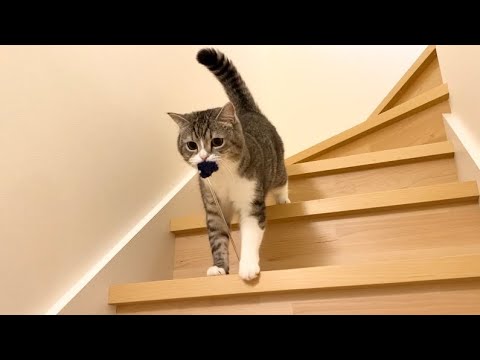 遊んでほしくて3階から猫じゃらしを運んでくる猫がかわいすぎた笑(YouTube)