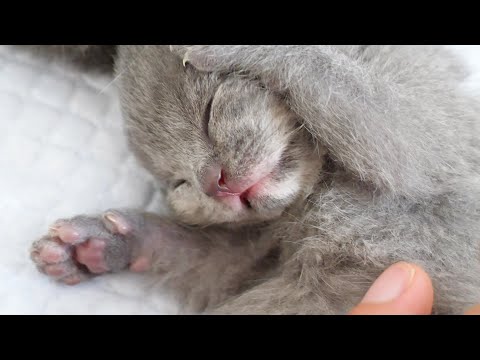 眠っている子猫がかわいすぎて、なでたい気持ちを我慢できません…(YouTube)