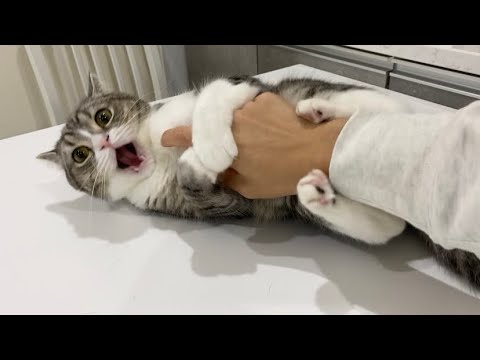 こっそり爪切りしようとしたら察知した猫がこうなりました汗(YouTube)