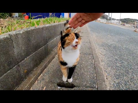 猫島で出会った三毛猫、撫でると足踏みしてカワイイ(YouTube)