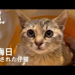 まさかの大晦日に子猫保護(YouTube)