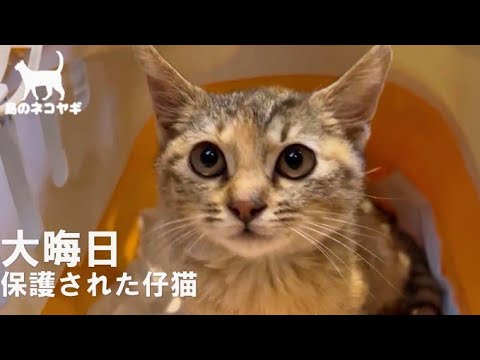 まさかの大晦日に子猫保護(YouTube)