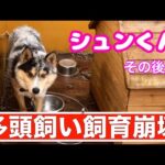 【多頭飼い飼育崩壊】シュンくん問題多発！(YouTube)