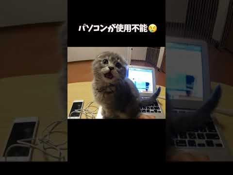 かまってほしくて仕方ない子猫 #Shorts #猫(YouTube)