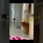 妖怪みたいな鳴き声で現れる猫。#shorts(YouTube)