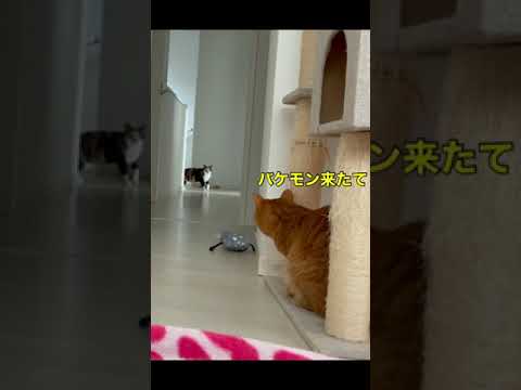 妖怪みたいな鳴き声で現れる猫。#shorts(YouTube)