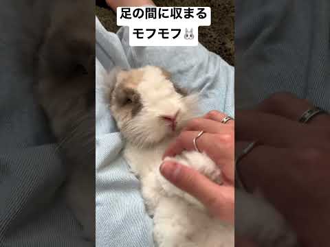 足の間に収まるモフモフなウサギ#shorts(YouTube)