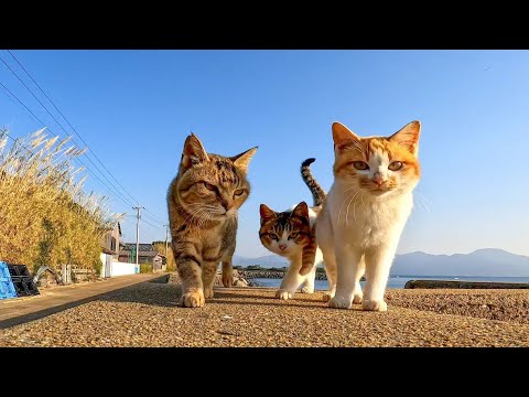 夕方の防波堤を歩く野良猫達(YouTube)