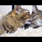 苦手なペロペロだけど頑張ってお姉ちゃん猫にお返しをする麦わら猫♥(YouTube)
