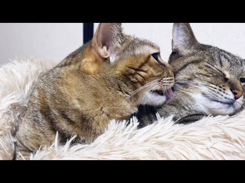 苦手なペロペロだけど頑張ってお姉ちゃん猫にお返しをする麦わら猫♥(YouTube)