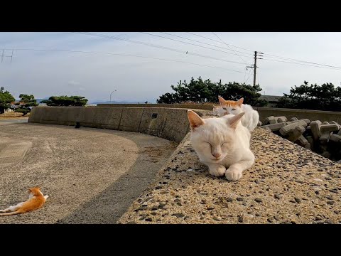 防波堤での猫の集会に参加してきた(YouTube)