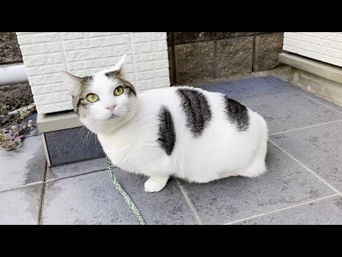 さすがの豆大福も寒さには勝てなかった(YouTube)
