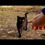 公園で黒猫がモフられにきた(YouTube)