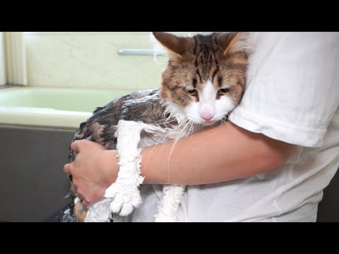 我が家に来て初めてのシャンプーに発狂する猫(YouTube)