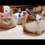 大きくなっても変わらない関係の猫に癒される(YouTube)