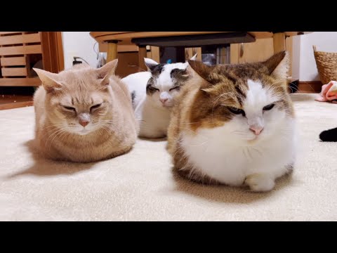 大きくなっても変わらない関係の猫に癒される(YouTube)