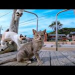 公園の遊具で遊ぶ子猫たちが可愛過ぎる(YouTube)