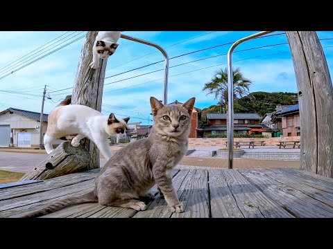 公園の遊具で遊ぶ子猫たちが可愛過ぎる(YouTube)