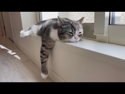 窓際で日向ぼっこしてたら寝落ちしちゃってた猫がかわいすぎた笑(YouTube)