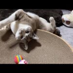 柴犬が散歩で居ない時の猫達の過ごし方♥(YouTube)