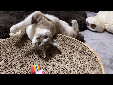 柴犬が散歩で居ない時の猫達の過ごし方♥(YouTube)