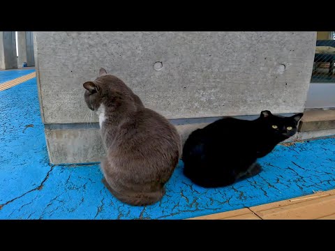 壁際で落ち込むグレー猫とそっと寄り添う黒猫(YouTube)