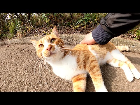 ダムの入り口でお出迎えしてくれる人懐っこい茶シロ猫(YouTube)