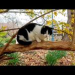 木の上にいたハチワレ猫、降りてきたので撫でると猫は喜んで膝の上に乗ってきた(YouTube)